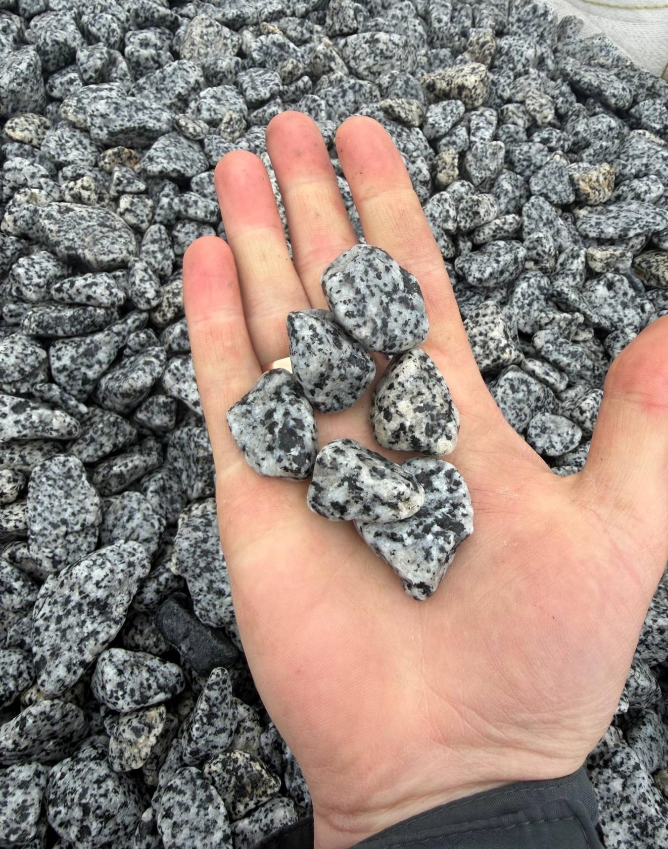 Галька покостівка   "Леопард"