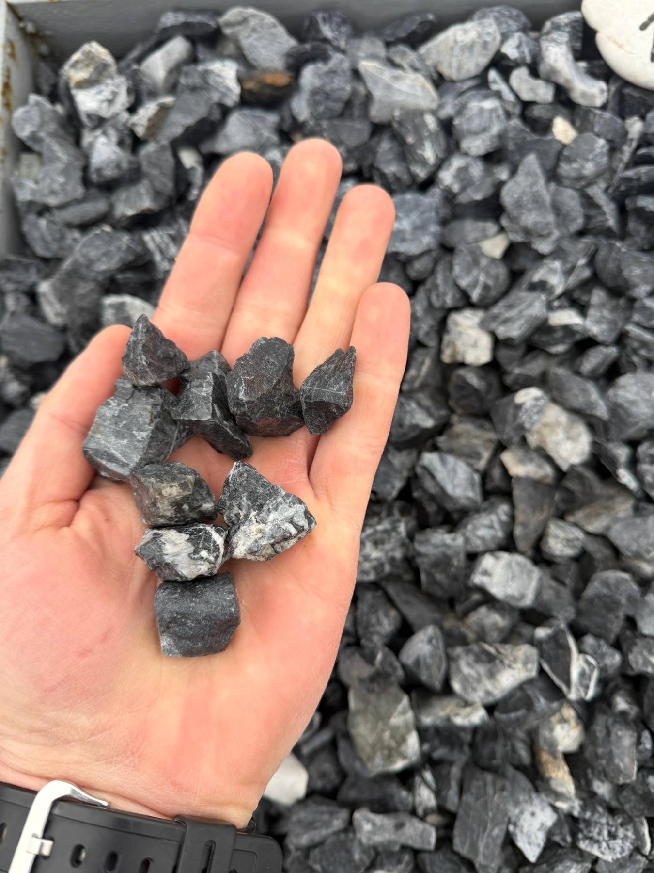 Крихта Rotanis