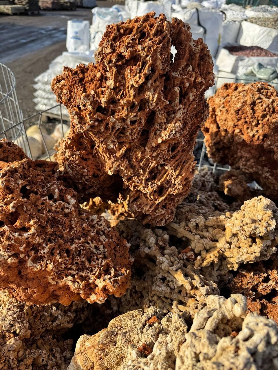 Корал "Червоний Дракон"